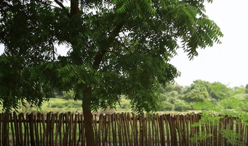 Yala Leopard Lodge Exteriör bild